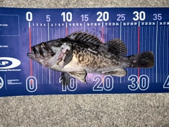 クロソイの釣果