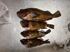 カサゴの釣果