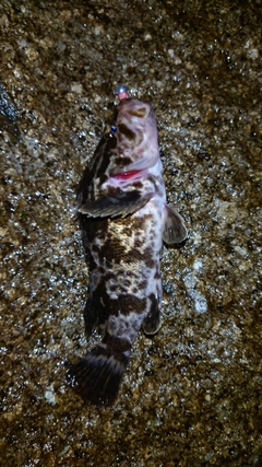 タケノコメバルの釣果