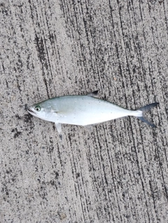 イケカツオの釣果