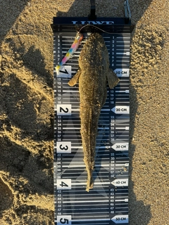 マゴチの釣果