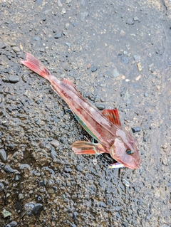 ホウボウの釣果
