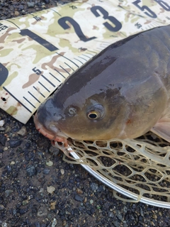 コイの釣果