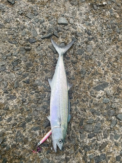 サゴシの釣果