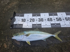 ハマチの釣果