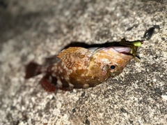 タイの釣果