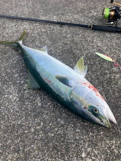 イナダの釣果