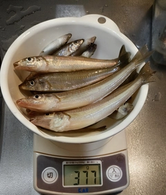 キスの釣果