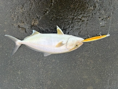 シオの釣果