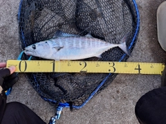 ハガツオの釣果