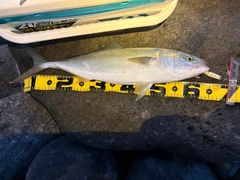 ヤズの釣果