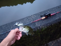 ブラックバスの釣果