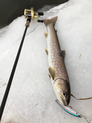 アメマスの釣果