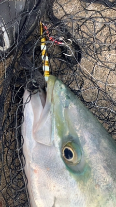 ブリの釣果