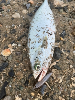 イケカツオの釣果