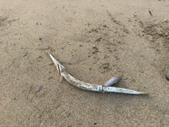 ダツの釣果