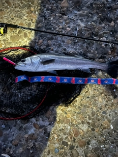 スズキの釣果