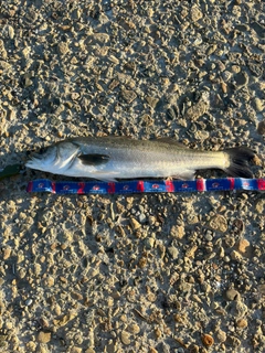 スズキの釣果