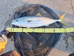 イナダの釣果