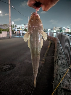 コチの釣果