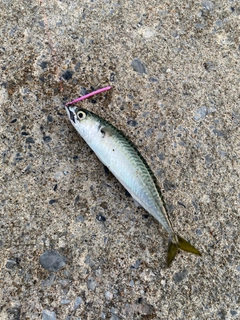 サバの釣果