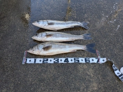 シーバスの釣果