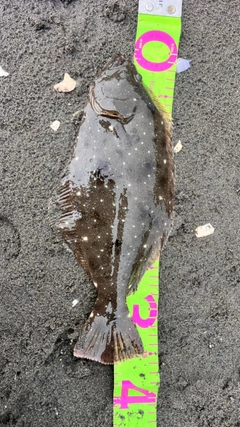 ヒラメの釣果