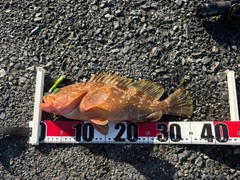 キジハタの釣果