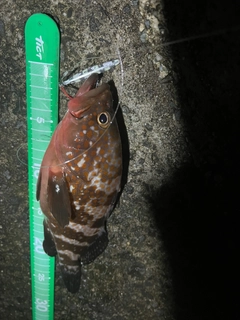 キジハタの釣果