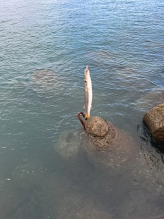 カマスの釣果