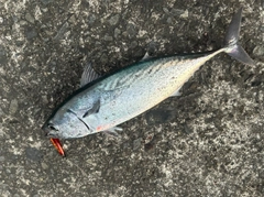 スマガツオの釣果
