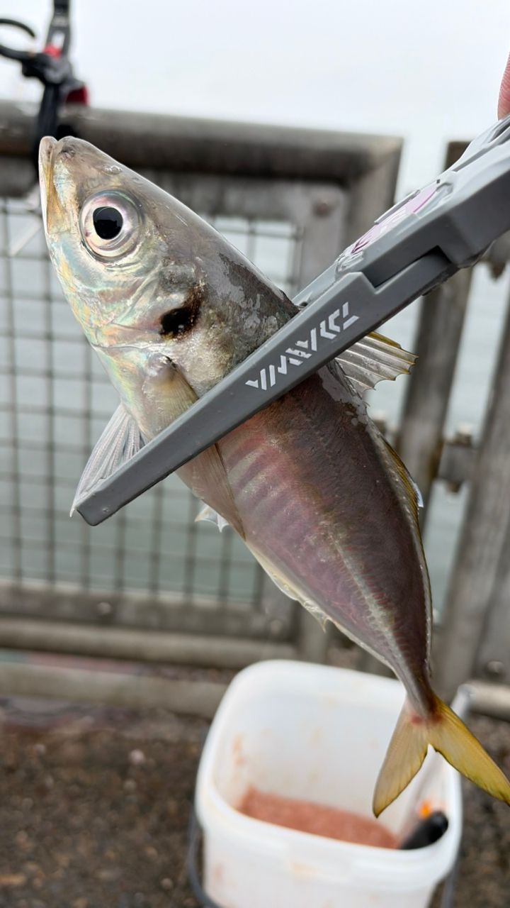 DAIWA 14リーガル 3号-53遠投の最安値・インプレ・釣果 | 本音の口コミ