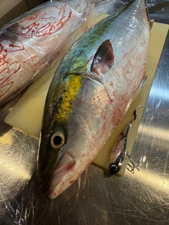 メジロの釣果