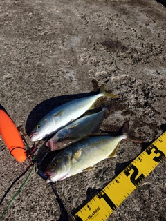 ワカシの釣果