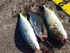 ショゴの釣果