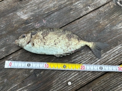 アイゴの釣果