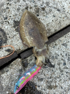 コウイカの釣果
