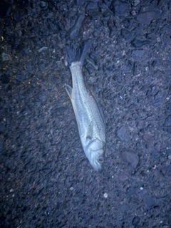 セイゴ（マルスズキ）の釣果