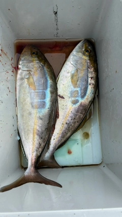 ショゴの釣果