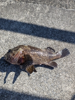 ムラソイの釣果