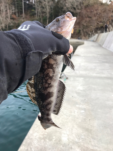 アイナメの釣果