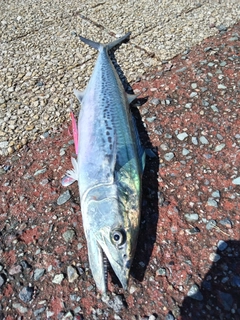 サゴシの釣果