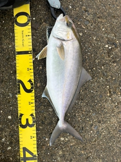 シオの釣果