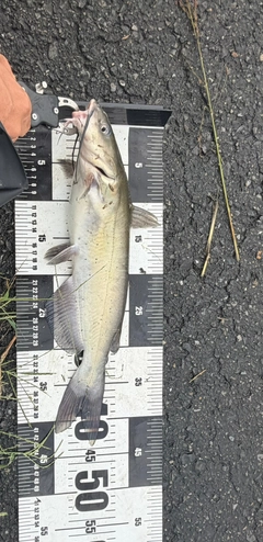 アメリカナマズの釣果