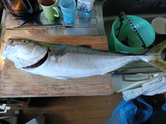 メジロの釣果
