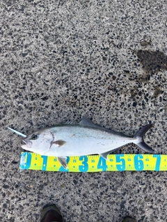 カンパチの釣果