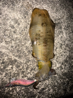 アオリイカの釣果