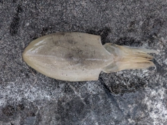 コウイカの釣果