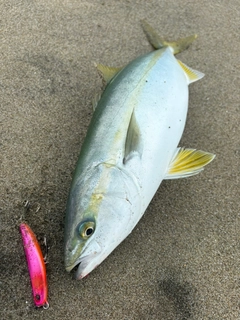イナダの釣果
