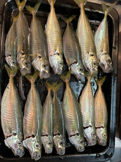アジの釣果